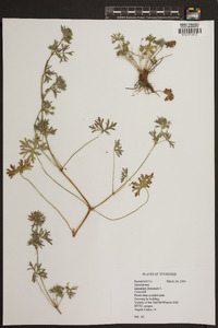 Geranium dissectum image