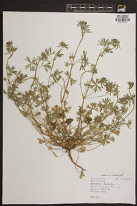 Geranium dissectum image