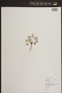 Geranium dissectum image