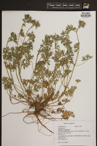 Geranium dissectum image