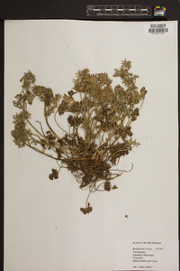 Geranium dissectum image