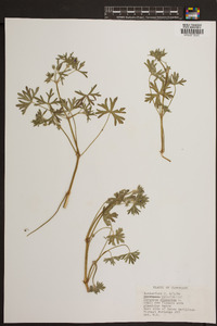 Geranium dissectum image