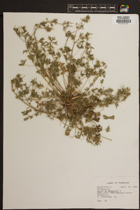 Geranium dissectum image