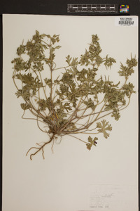 Geranium dissectum image