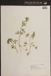 Geranium dissectum image