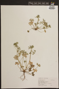 Geranium dissectum image