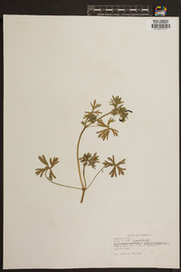 Geranium dissectum image