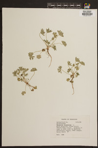 Geranium dissectum image