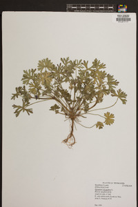 Geranium dissectum image