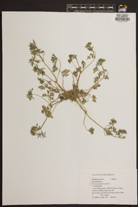 Geranium dissectum image