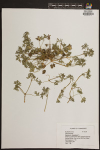 Geranium dissectum image