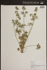 Geranium dissectum image