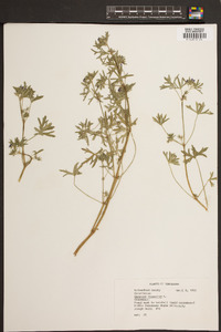 Geranium dissectum image