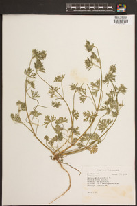 Geranium dissectum image