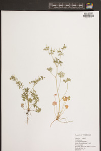 Geranium pusillum image