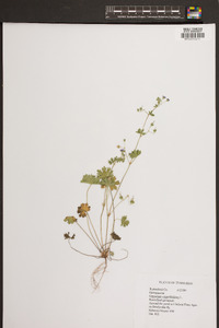 Geranium rotundifolium image