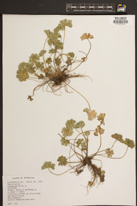 Geranium molle image