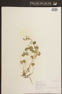 Geranium molle image