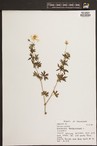 Geranium sanguineum image