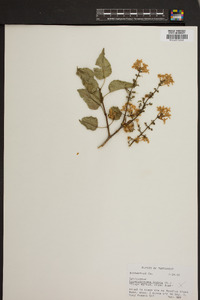 Lagerstroemia indica image