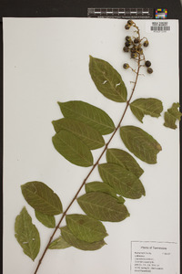 Lagerstroemia indica image