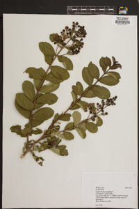 Lagerstroemia indica image