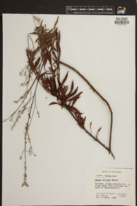 Oenothera filipes image