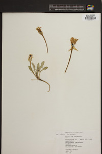 Oenothera triloba image