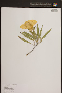 Oenothera macrocarpa image