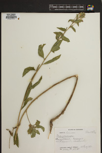 Oenothera macrocarpa image