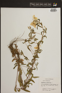 Oenothera macrocarpa image