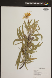 Oenothera macrocarpa image