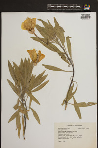 Oenothera macrocarpa image