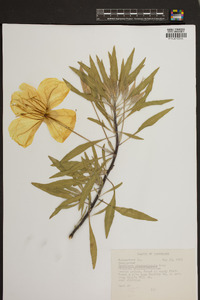 Oenothera macrocarpa image