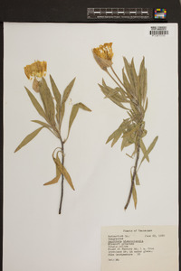 Oenothera macrocarpa image