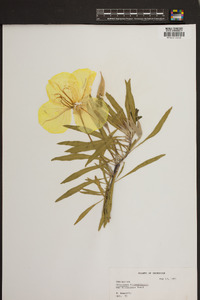 Oenothera macrocarpa image