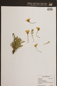 Oenothera triloba image