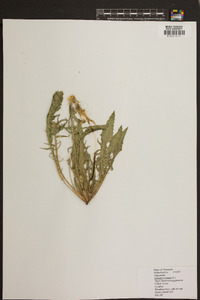 Oenothera triloba image