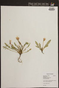 Oenothera triloba image