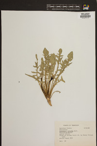 Oenothera triloba image