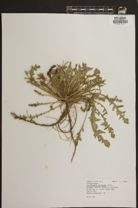 Oenothera triloba image