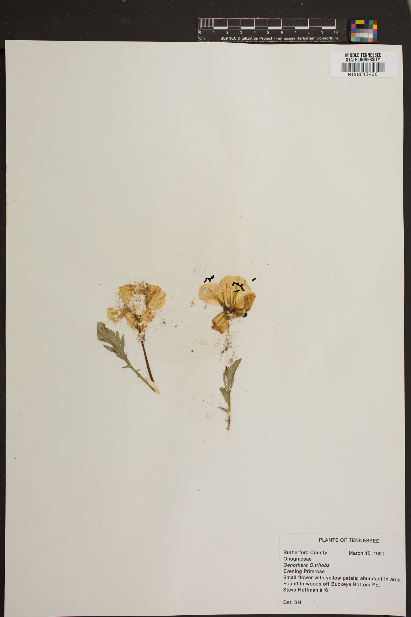 Oenothera triloba image