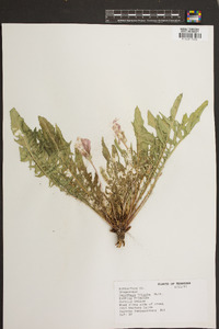 Oenothera triloba image