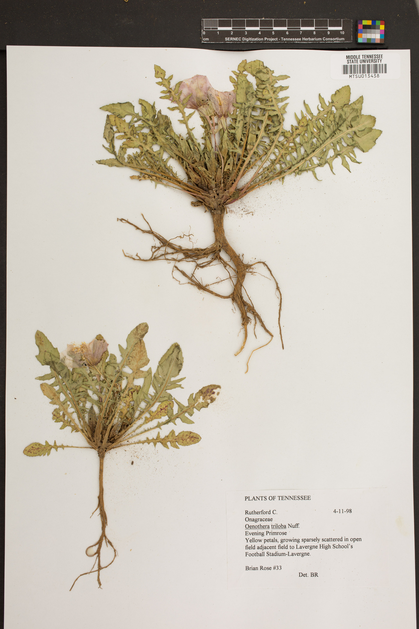 Oenothera triloba image