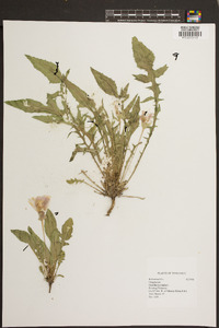 Oenothera triloba image