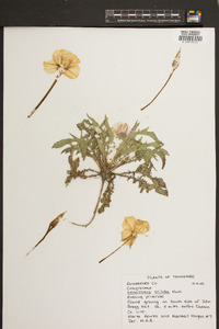 Oenothera triloba image