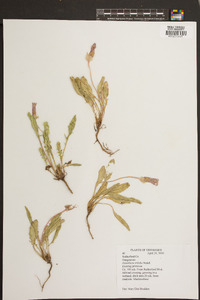 Oenothera triloba image