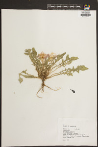 Oenothera triloba image