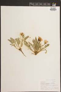 Oenothera triloba image