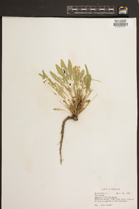 Oenothera triloba image